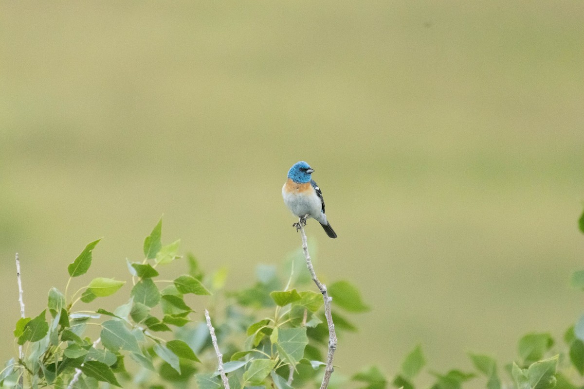 Lazuli Bunting - ML593273631