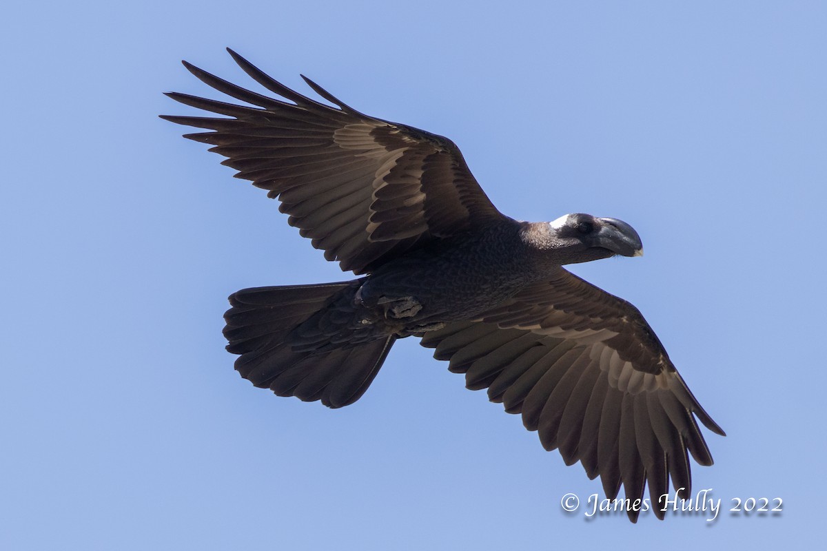 Thick-billed Raven - Jim Hully