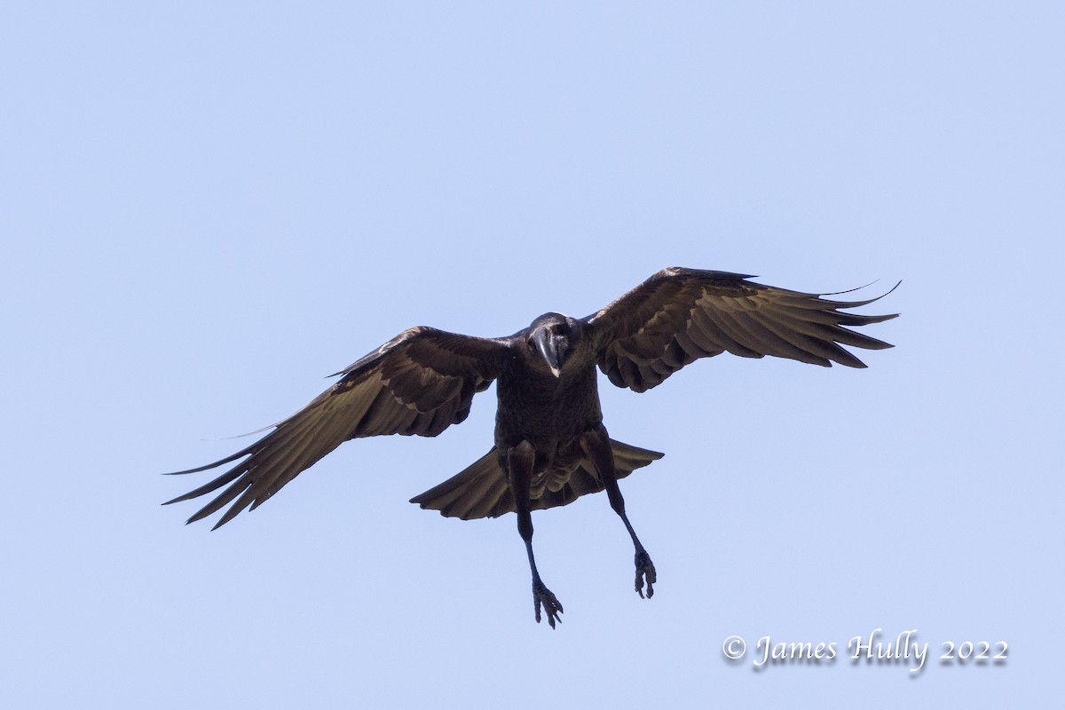 Thick-billed Raven - Jim Hully