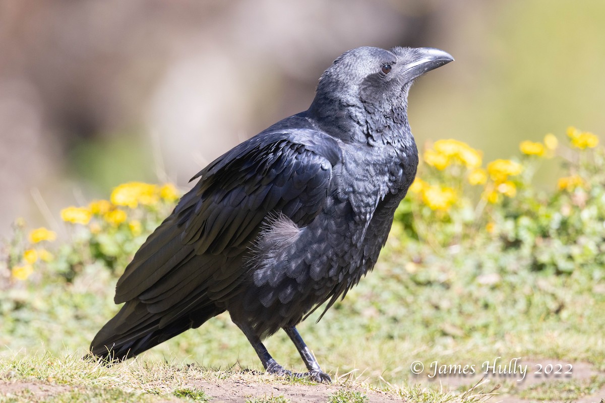 Fan-tailed Raven - Jim Hully