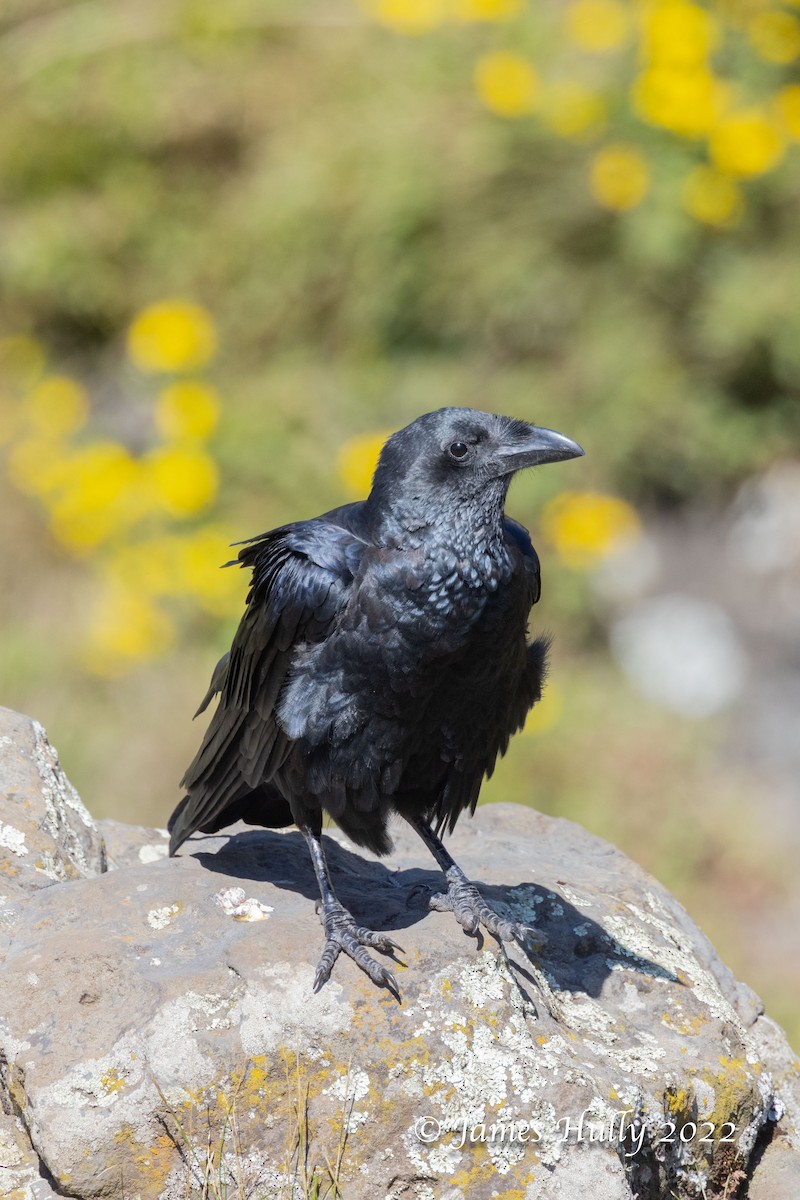 Fan-tailed Raven - Jim Hully