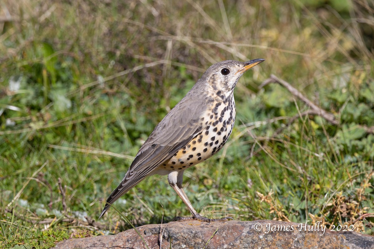 Ethiopian Thrush - ML593275231