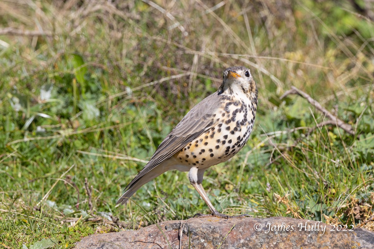 Ethiopian Thrush - Jim Hully