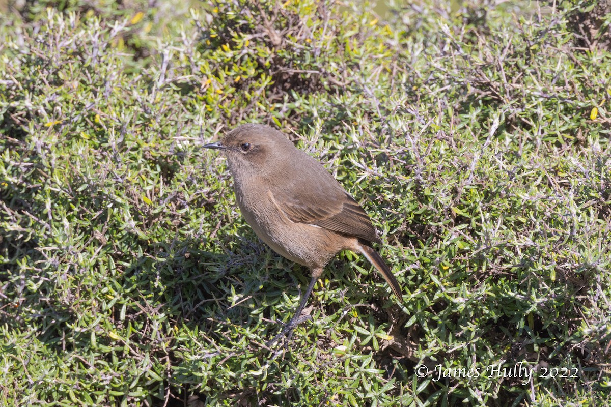 Moorland Chat - Jim Hully