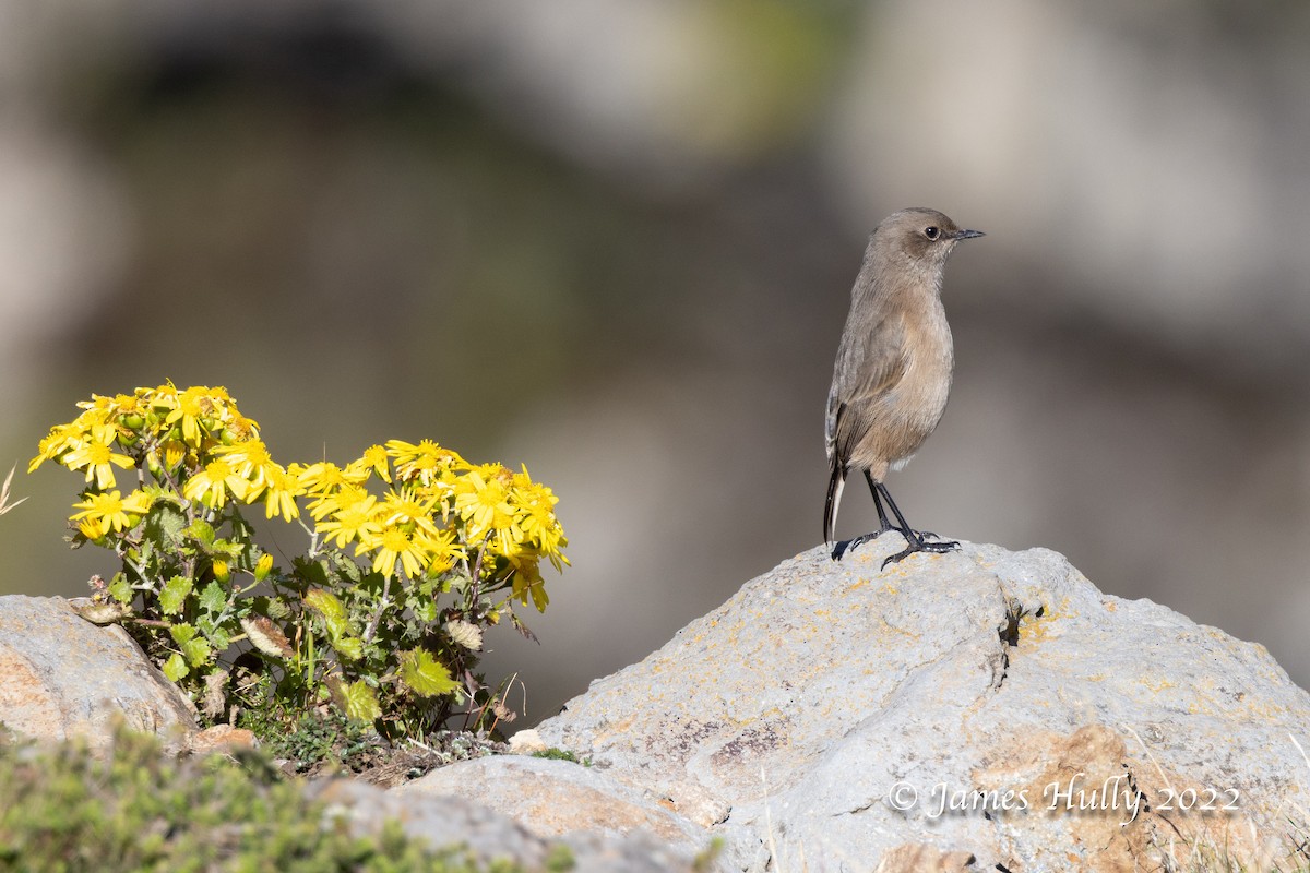 Moorland Chat - Jim Hully