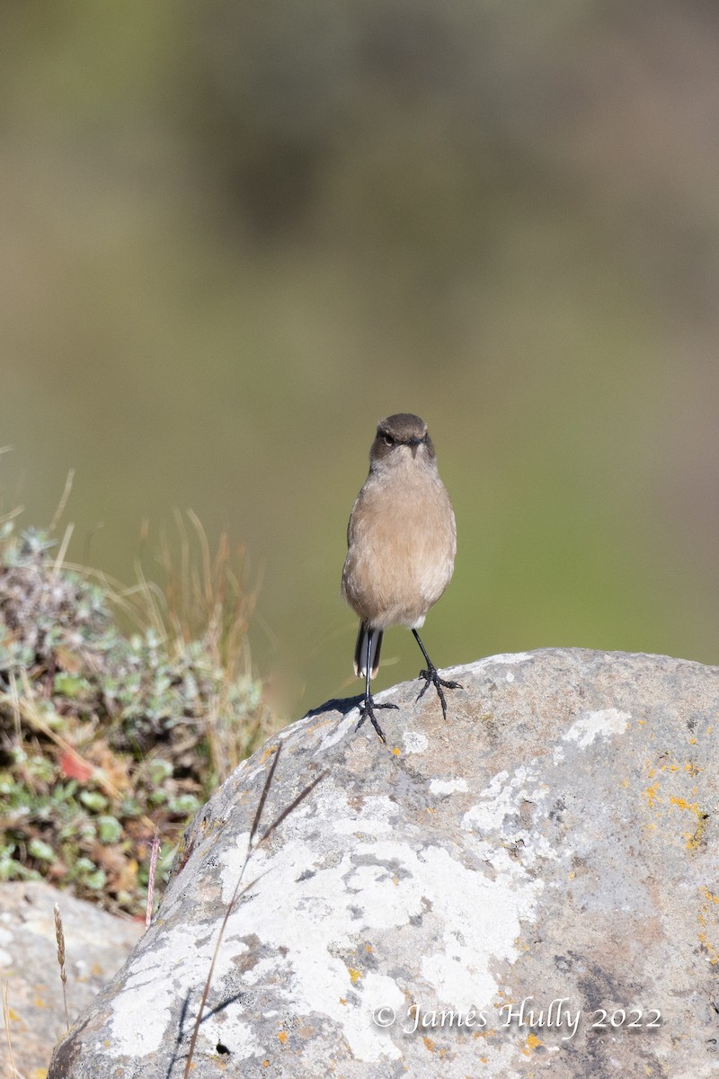 Moorland Chat - Jim Hully