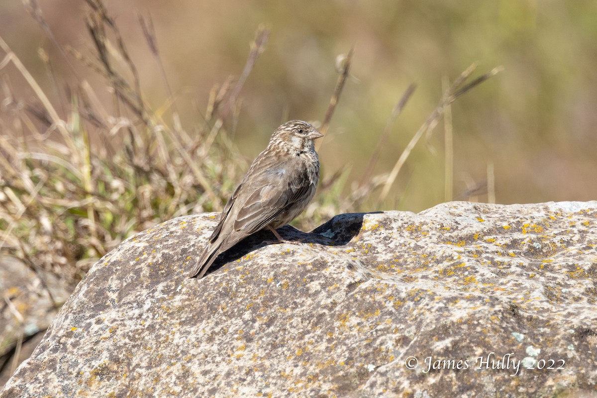 Serin d'Ankober - ML593275421