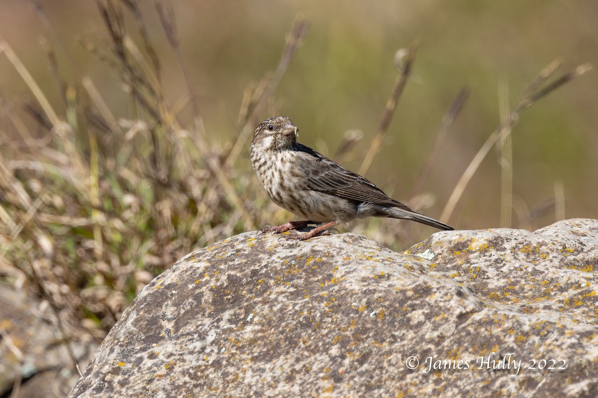 Ankober Serin - Jim Hully