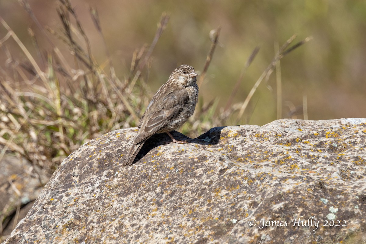 Serin d'Ankober - ML593275521