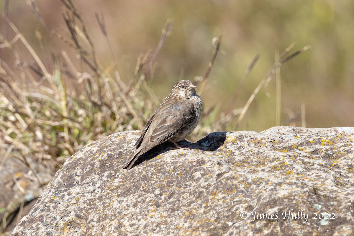 Ankober Serin - Jim Hully