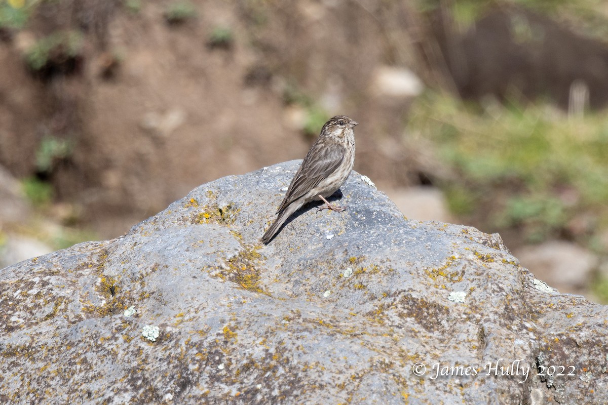 Ankober Serin - Jim Hully