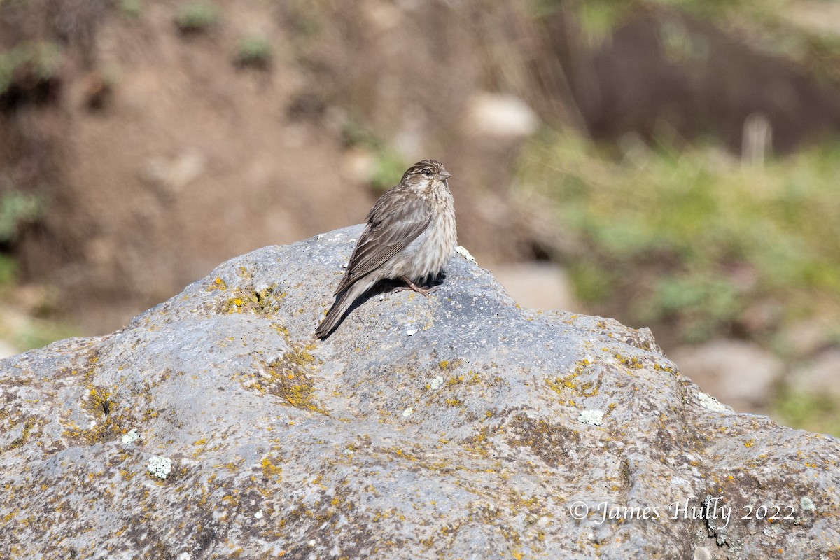 Ankober Serin - Jim Hully