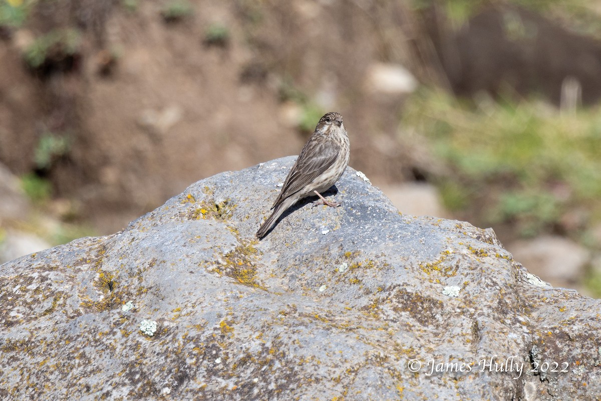 Ankober Serin - Jim Hully