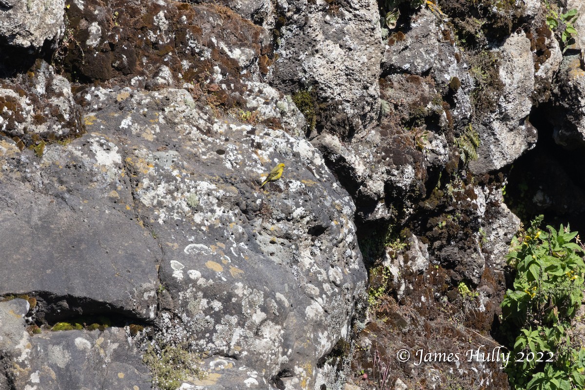 Yellow-crowned Canary - ML593275781