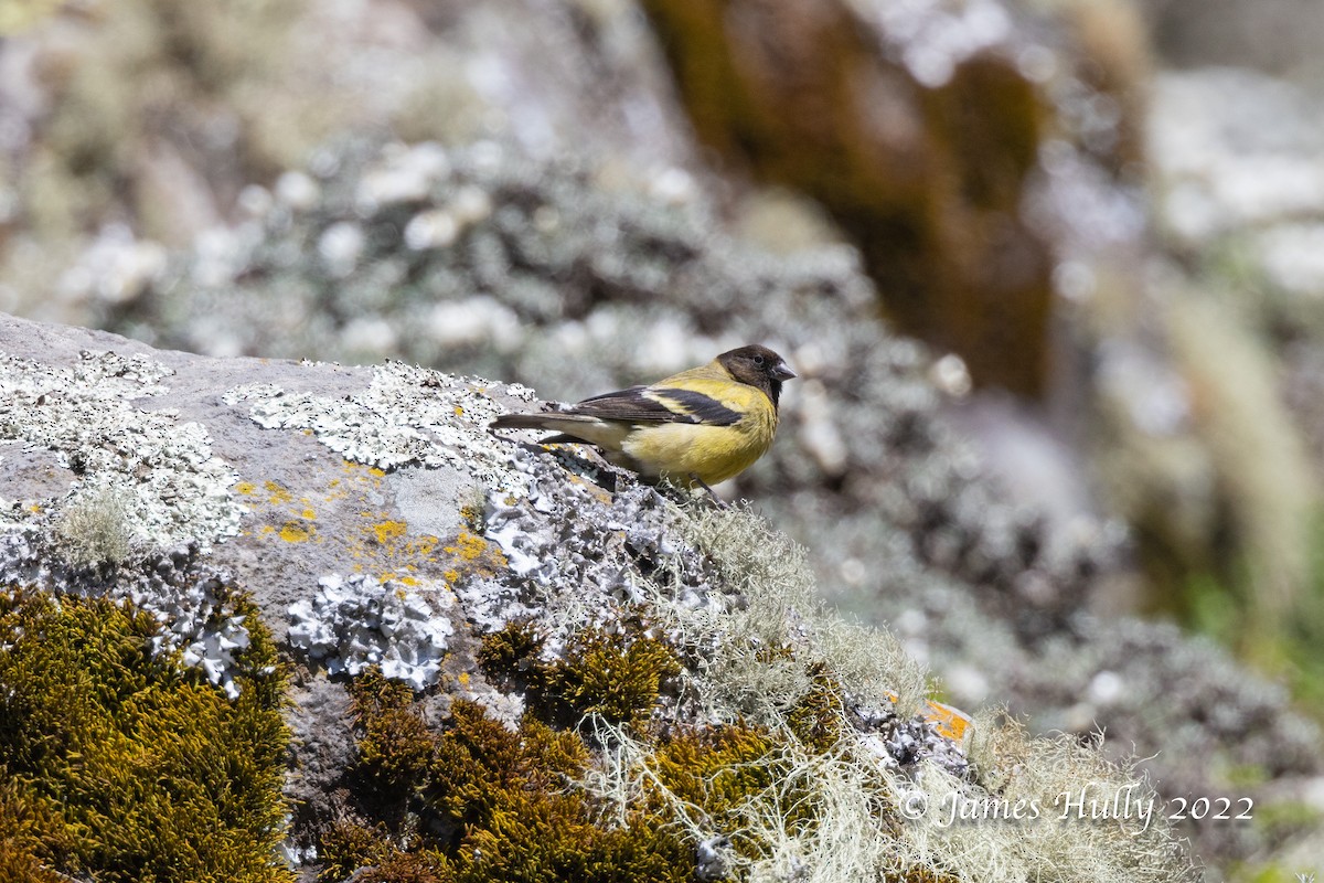 Ethiopian Siskin - Jim Hully