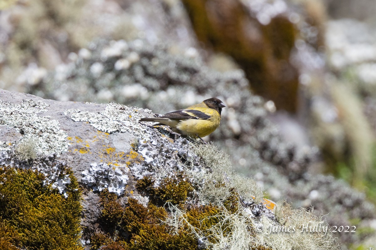 Serín Cabecinegro - ML593275871