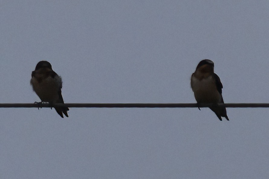 Barn Swallow - ML593276371