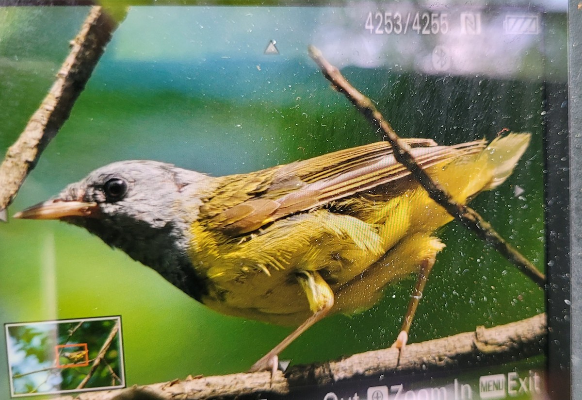 Mourning Warbler - ML593278151