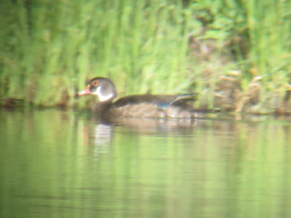 Wood Duck - ML593278201