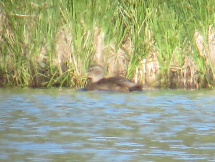 Mexican Duck - ML593278291