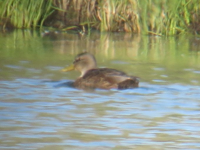 Mexican Duck - ML593278301