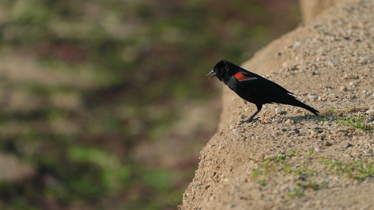 Red-winged Blackbird - ML593278321