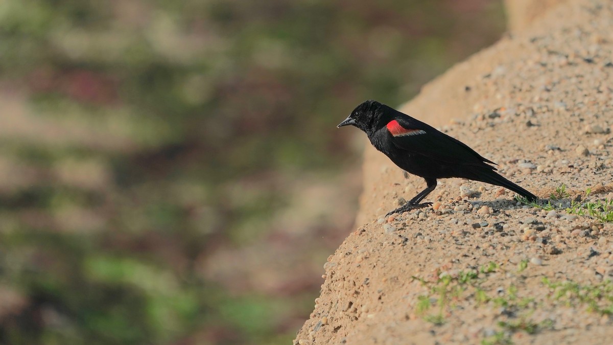 Red-winged Blackbird - ML593278341