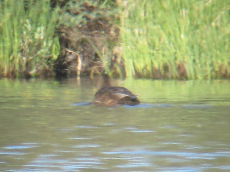 Mexican Duck - ML593278381