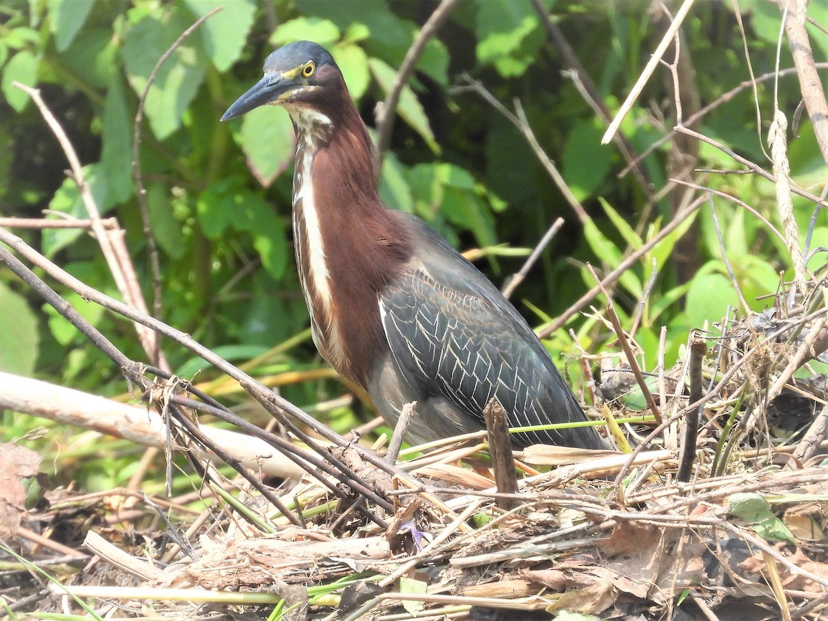 Green Heron - ML593278431