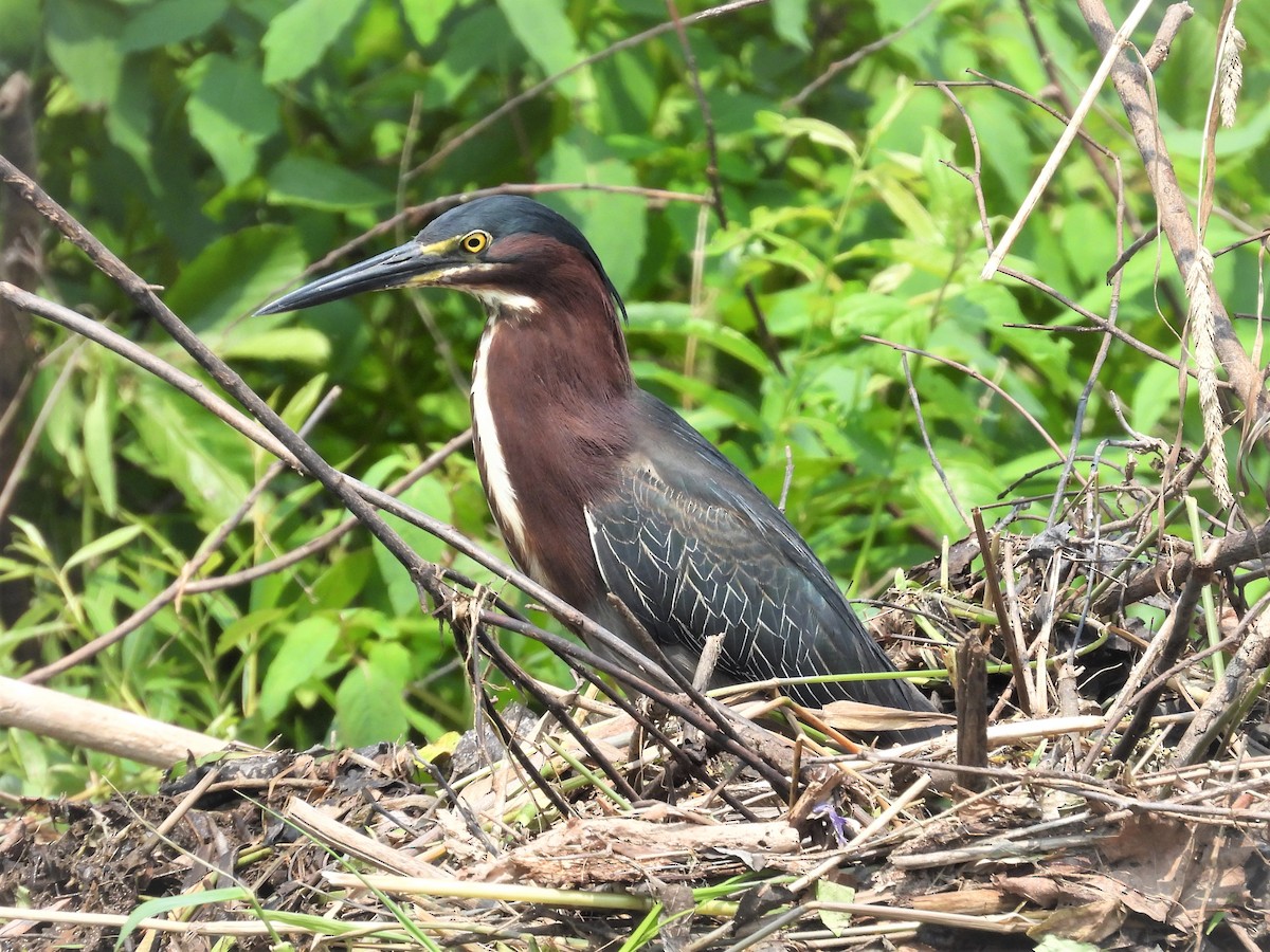 Green Heron - ML593278651