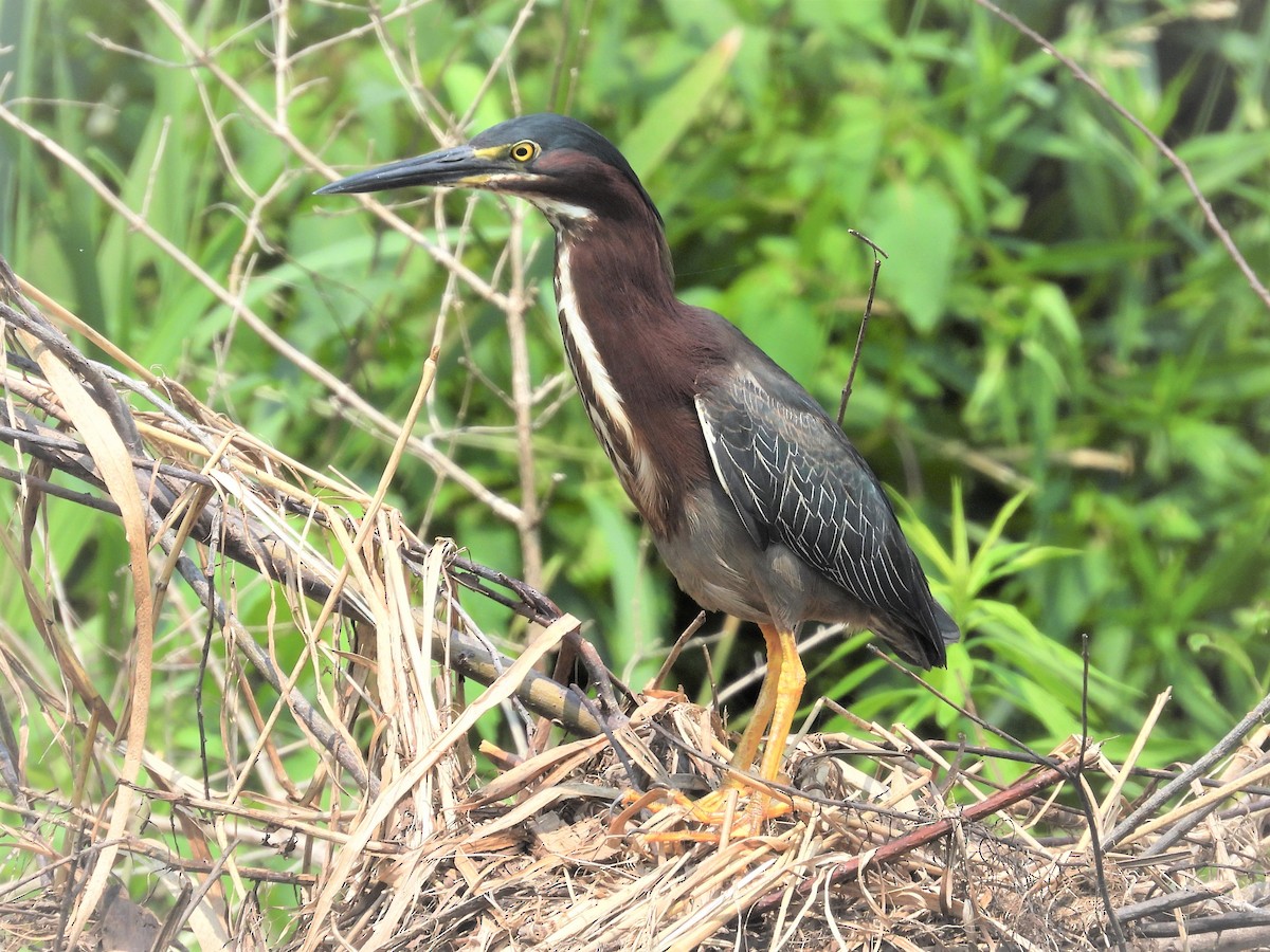 Green Heron - ML593279401