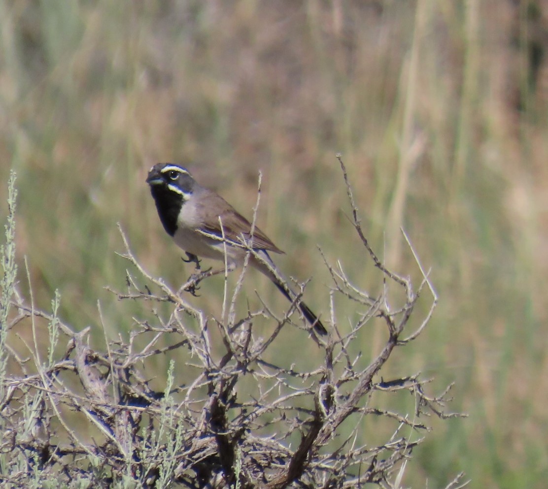 Black-throated Sparrow - ML593279501