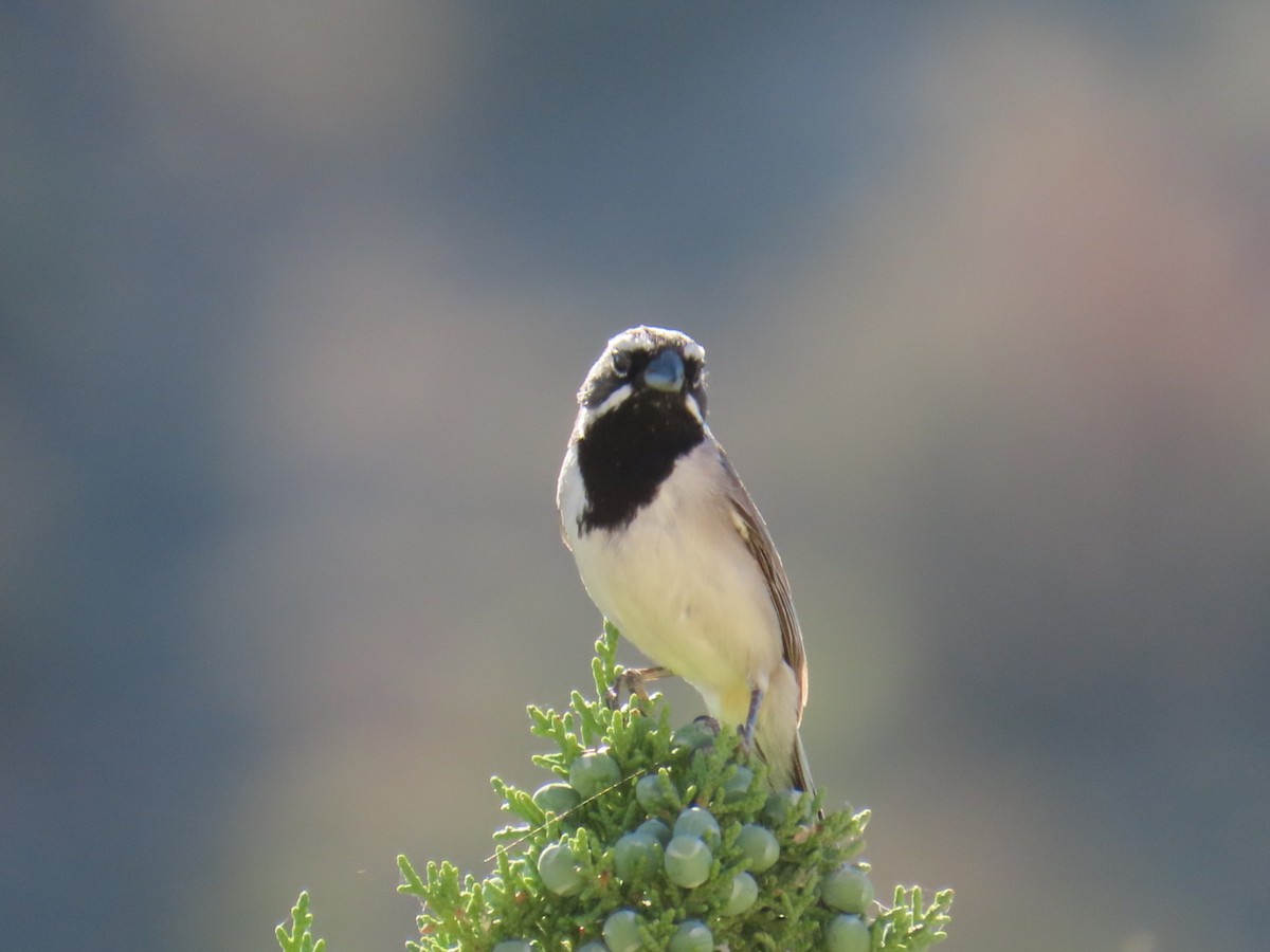 Black-throated Sparrow - ML593279511