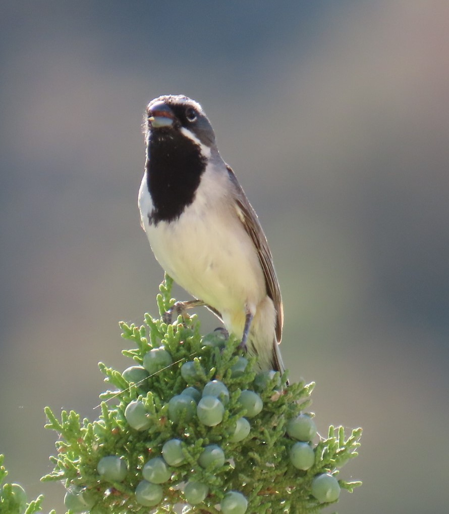 Black-throated Sparrow - Natalie Tanner