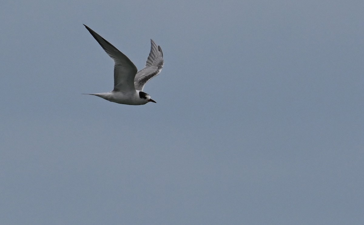 Common Tern (hirundo/tibetana) - ML593279711