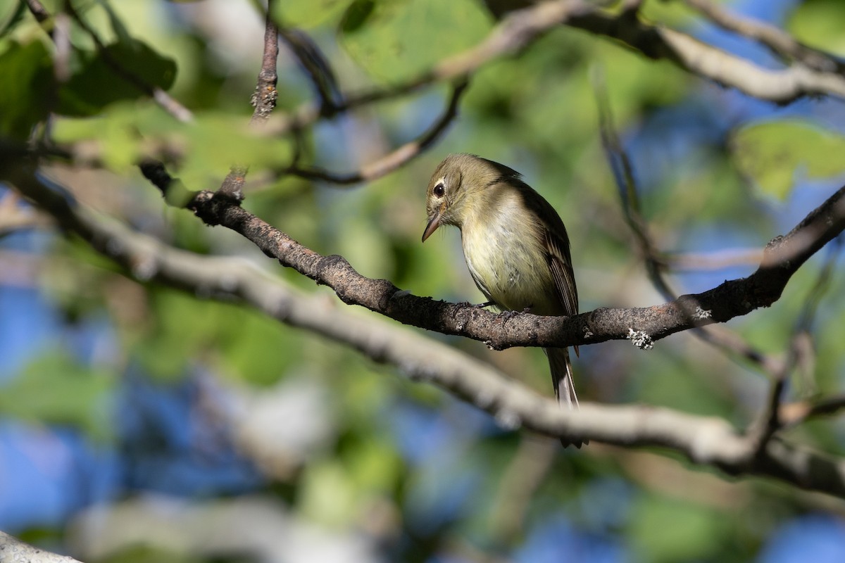 Western Flycatcher (Cordilleran) - ML593280871