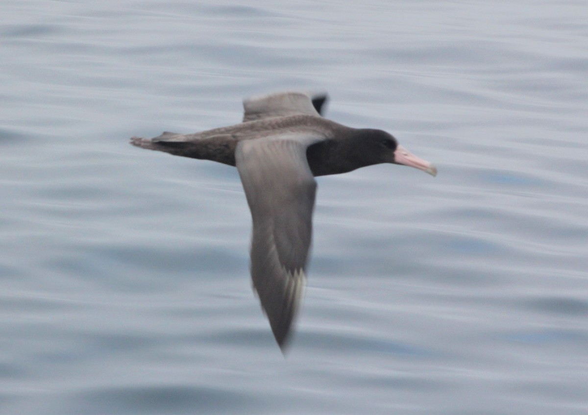 Short-tailed Albatross - ML593281681