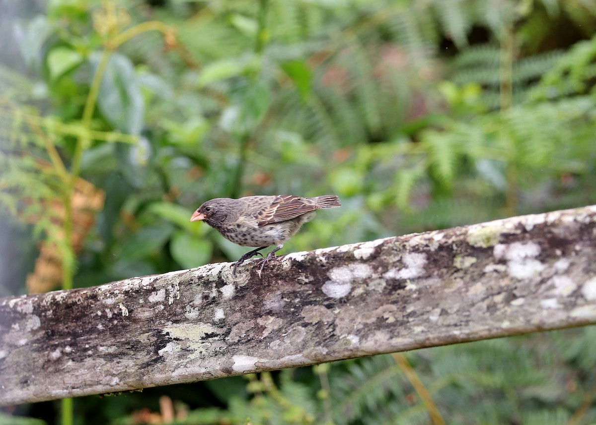 Small Ground-Finch - ML593281771