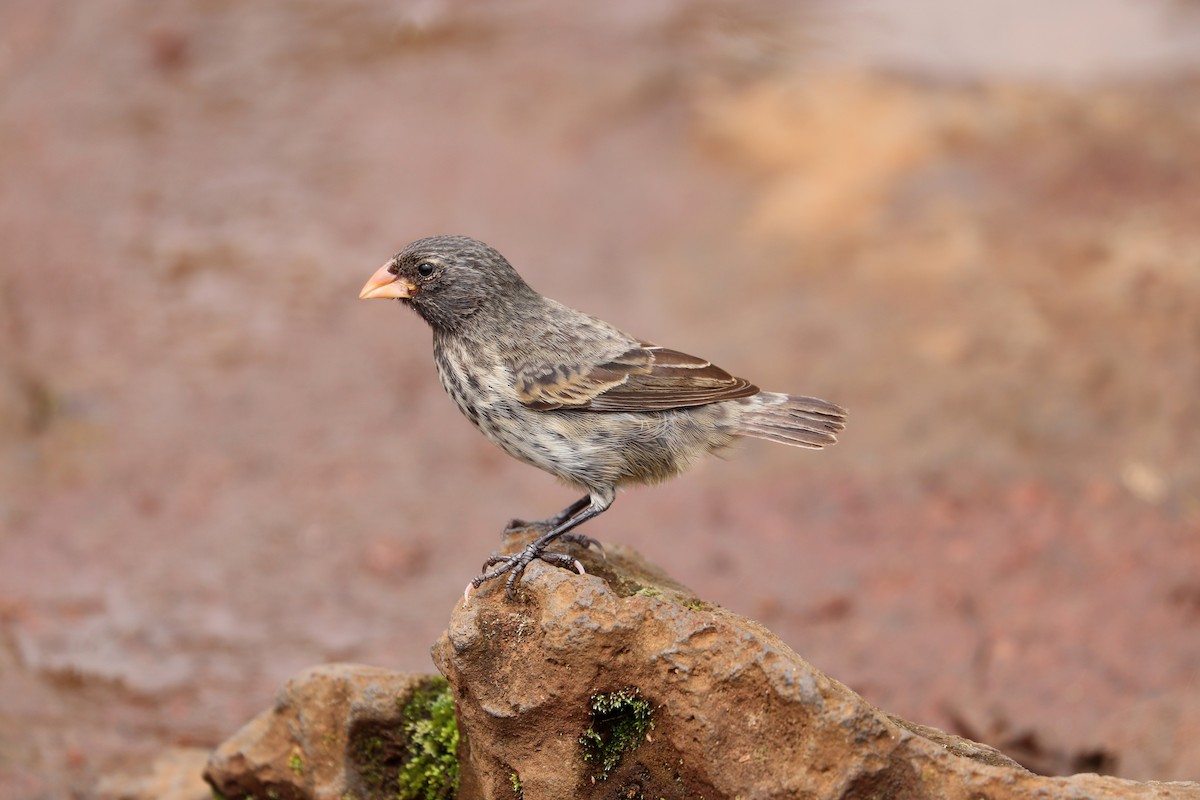 Small Ground-Finch - ML593281781