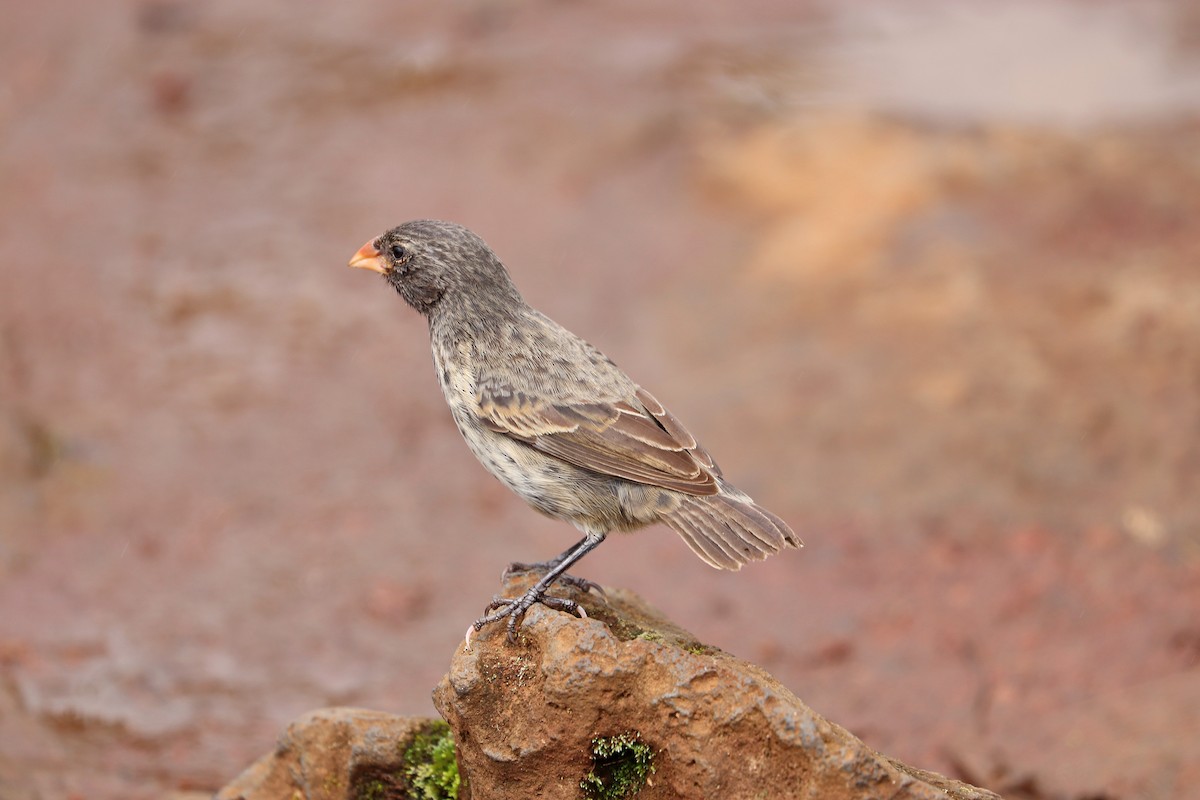 Small Ground-Finch - ML593281791