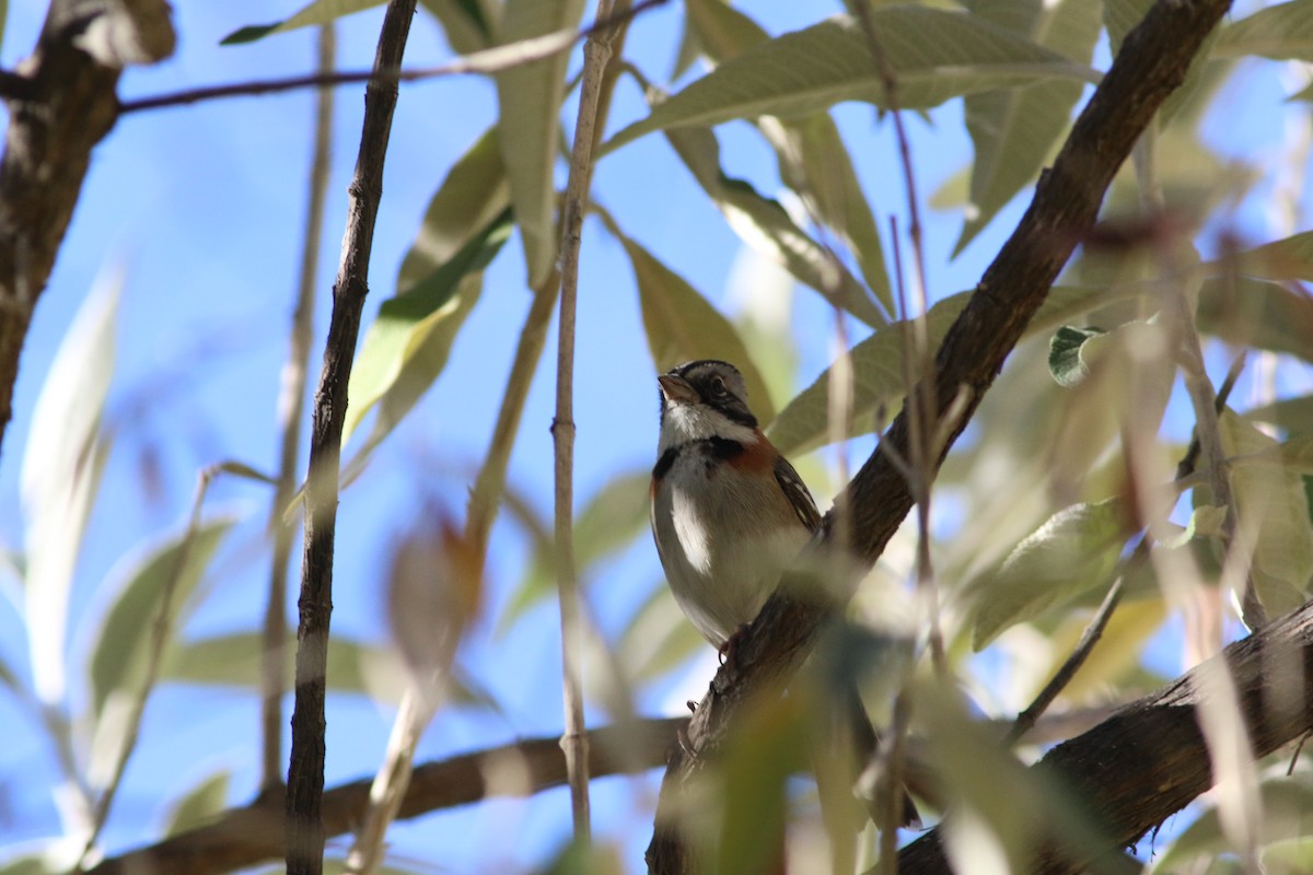 Rufous-collared Sparrow - ML593281931