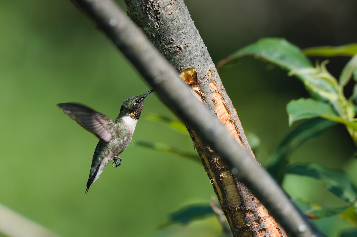 Ruby-throated Hummingbird - ML593282501