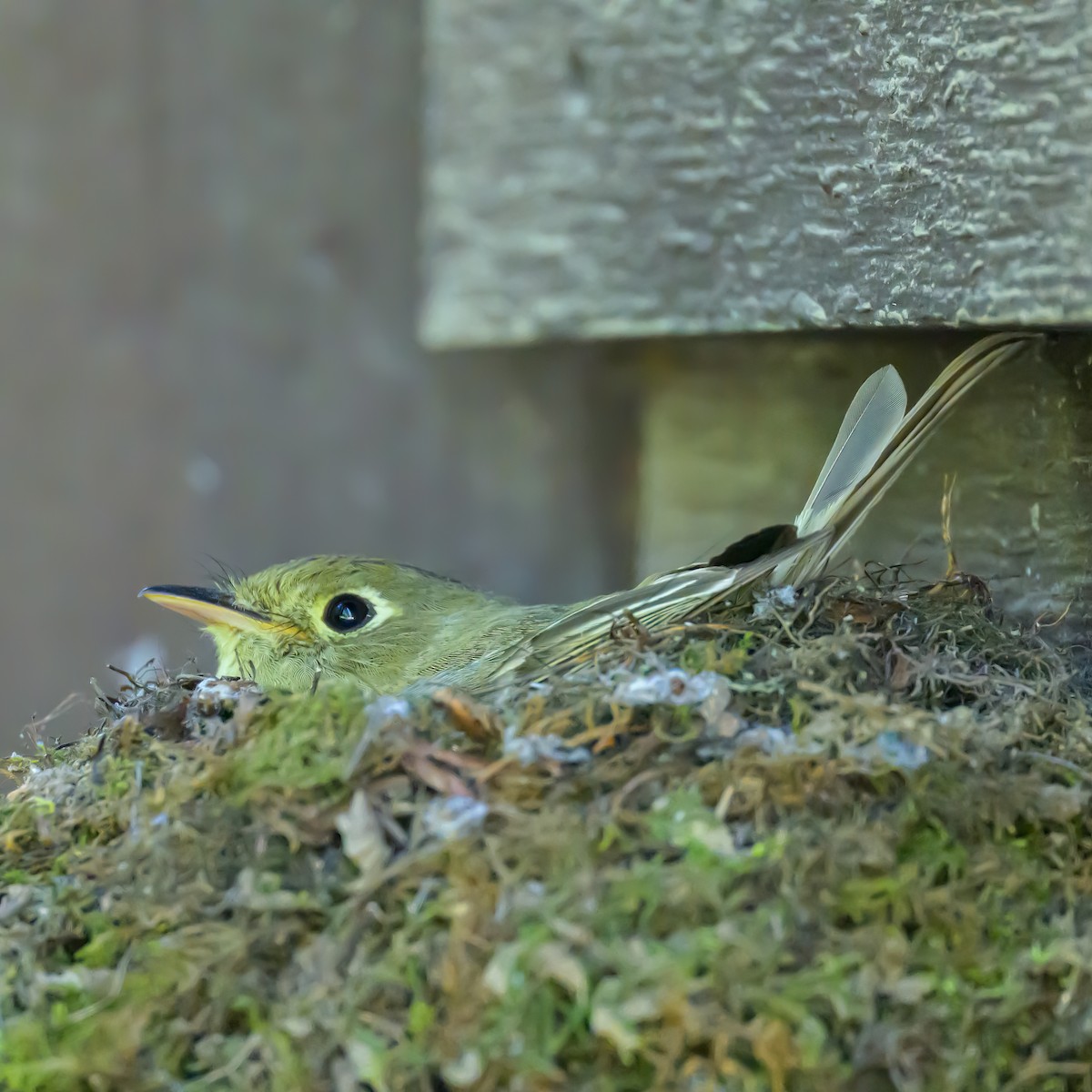 Western Flycatcher (Cordilleran) - ML593283091