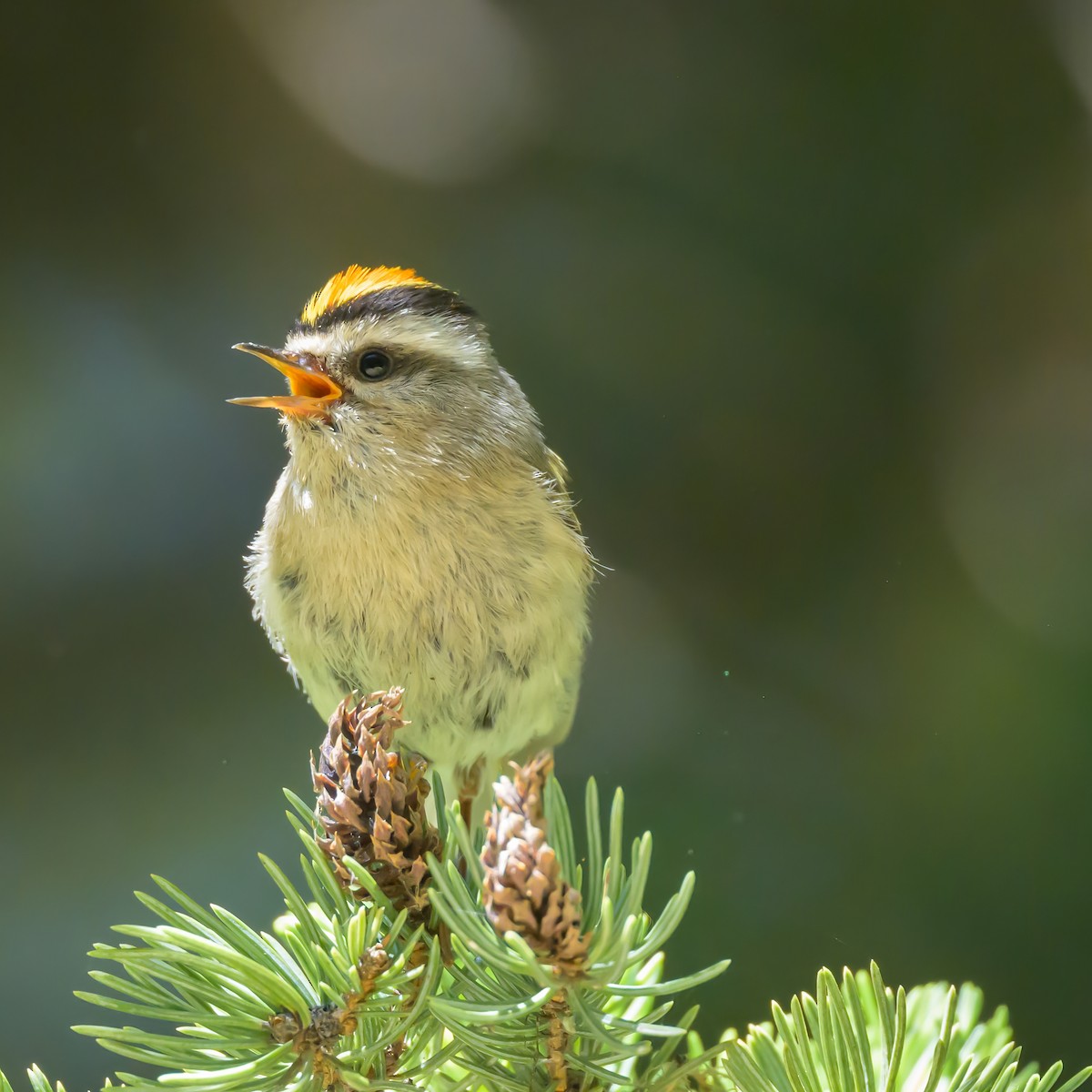 Roitelet à couronne dorée - ML593283161