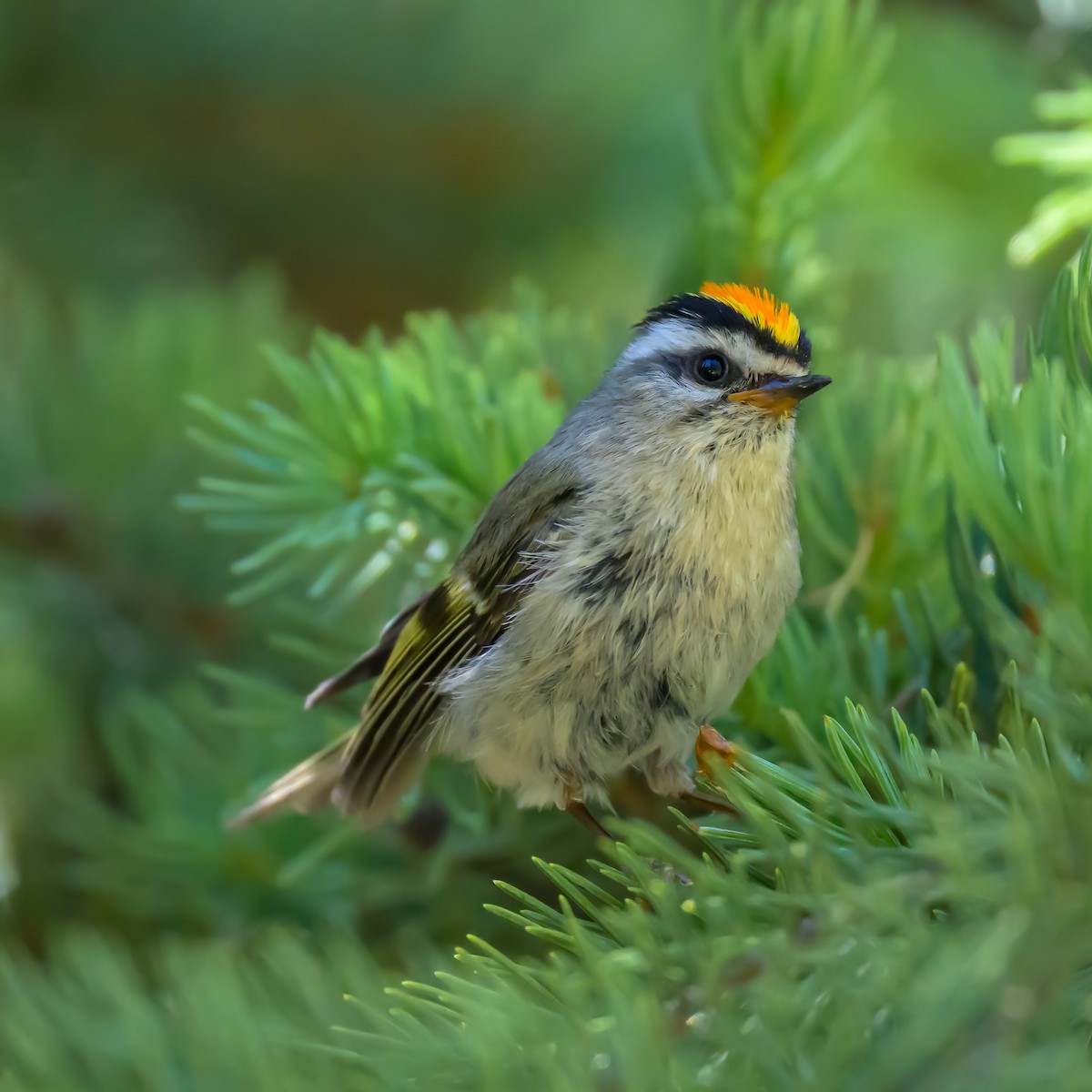 Golden-crowned Kinglet - Laura McCullough