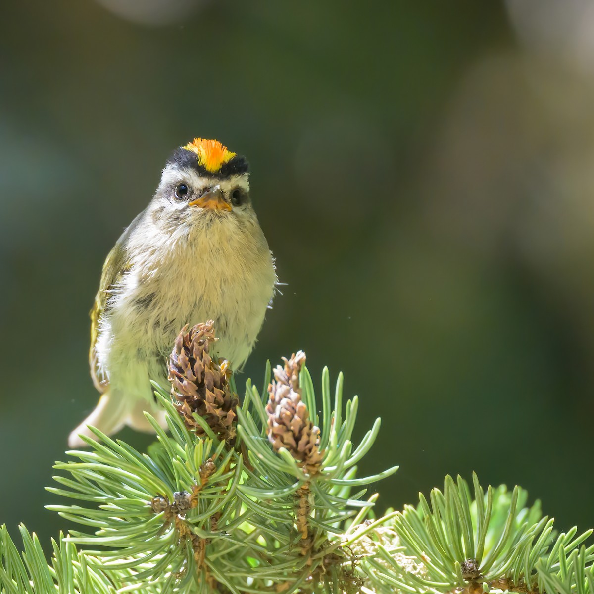 Golden-crowned Kinglet - Laura McCullough