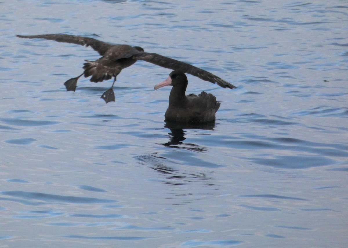 Short-tailed Albatross - ML593284241