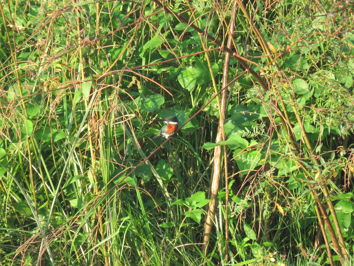 Green Kingfisher - ML593284301