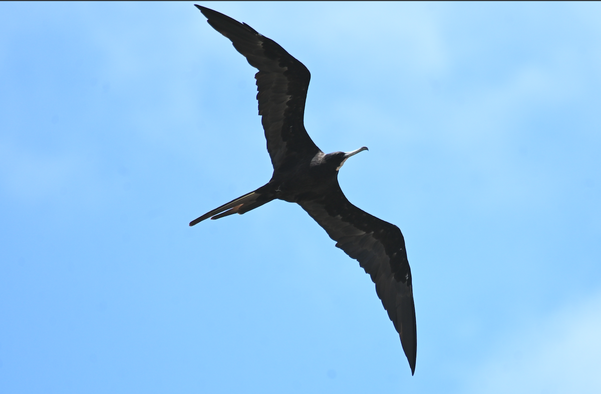 Magnificent Frigatebird - ML593284321