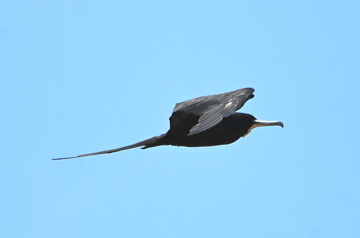 Magnificent Frigatebird - ML593284331